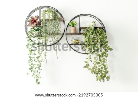 Black round metal shelves with decorative hanging plants Royalty-Free Stock Photo #2192705305