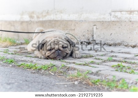 cute young pug dirty lying and smiling on a walk