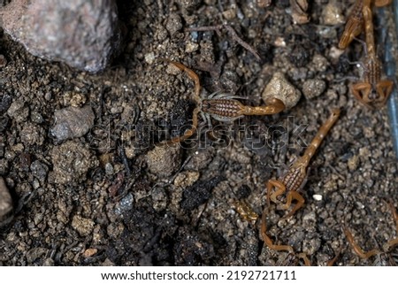 Baby Anatolian yellow scorpion from the Buthidae family