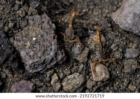 Baby Anatolian yellow scorpion from the Buthidae family