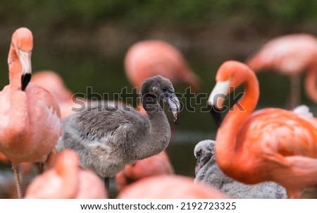 New born Caribbean flamingo in grey feathers seen between brighter adults in Cheshire in August 2022. Royalty-Free Stock Photo #2192723325