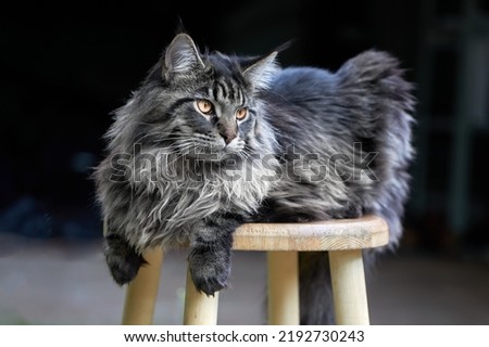 Gorgeous fluffy silver Maine coon cat lies on the stool in the backyard of the house Royalty-Free Stock Photo #2192730243