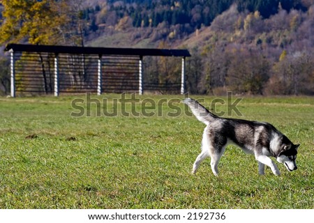 husky on a meadow, a hay drying device in the background, Slovenia