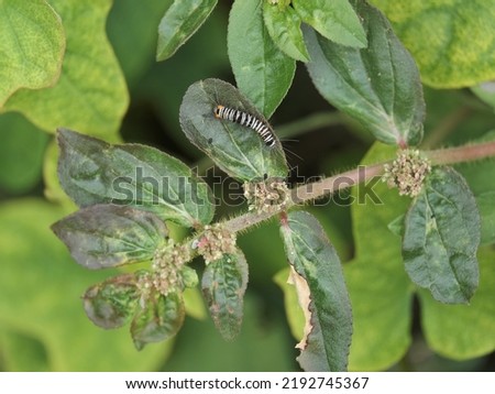 Comocrus behri  Caterpillar on Euphorbia hirta