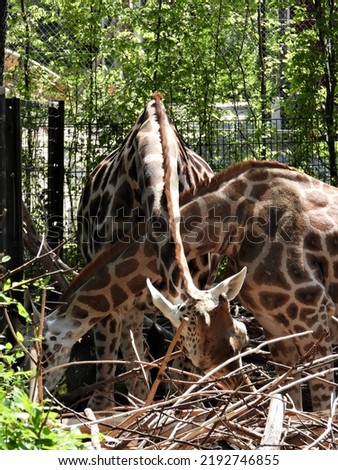 closeup of a sweet giraffe with natural background