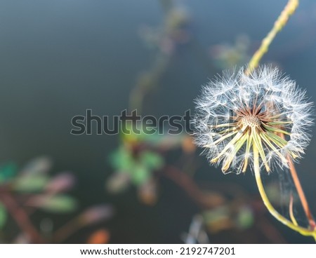 Dandelion with a pond in the background. Space for words in the left and middle part of the picture.