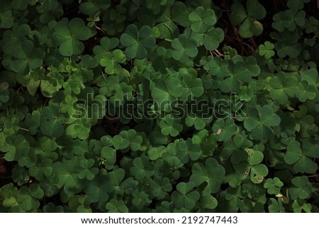 st. patrick's green background grass leaves ireland spring