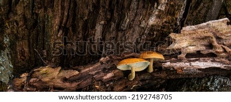 Mushrooms on a stump in a beautiful autumn forest.group fungus in autumn forest with leaves. Wild mushroom on the stump. Autumn time in the forest. Alice in wonderland.