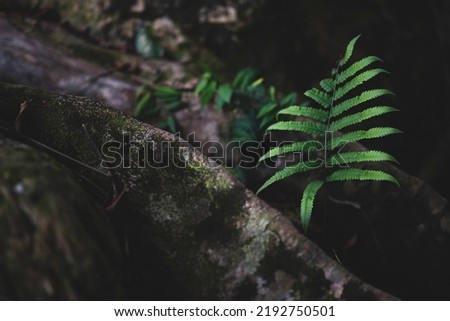 Green fern leaves growing under a large tree are depicted in dark tones.