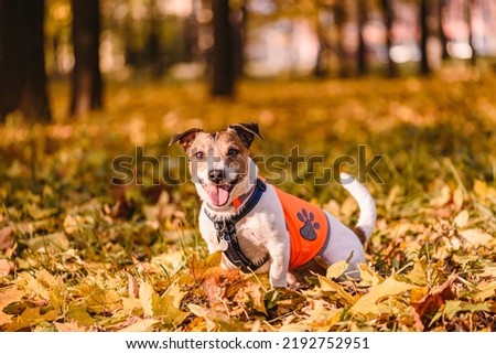 Dog safety concept with happy dog sitting in Fall park wearing orange reflective vest Royalty-Free Stock Photo #2192752951