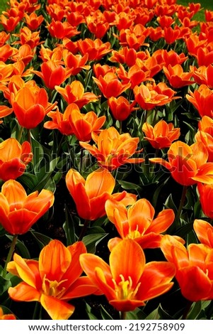 Beautiful picture of flowers (Tulips). Picture was taken at Spring season in Europe region