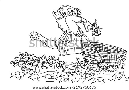 Sketch drawing of Assam woman picking tea leaf in tea garden, tea-leaf harvester picks the flush of tea leaves line art vector illustration, Woman of Bangal in tea farm cartoon clip art
