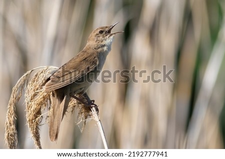 Savi's warbler, Locustella luscinioides. The male bird sings while sitting on top of a reed. Royalty-Free Stock Photo #2192777941