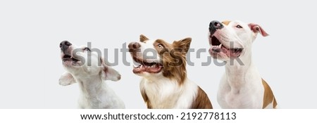 Proffile three dogs looking away in a row. Isolated on white or gray background Royalty-Free Stock Photo #2192778113