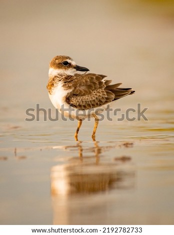 An image of a Wilson's Plover standing in glassy water in the marsh.