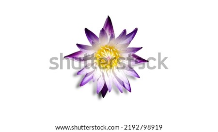 Isolated image of purple lotus flower on white background.
