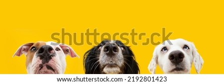 Banner summer pets.  close-up three hide dogs looking in a row. Isolated on yellow colored background
