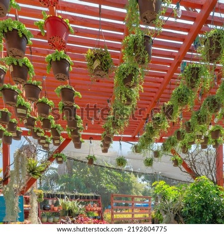 Square Pergola roof with hanging sedum succulents in a pot with hooks. There are varieties of plants in pots and baskets on racks along the concrete walkway in the middle.
