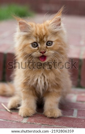 Adorable furry cute kitty's portrait
