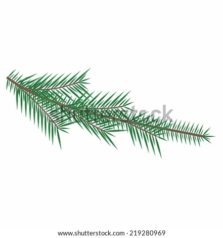 fir tree branch christmas vector