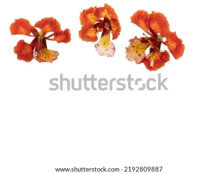 Poinciana regia or Delonix regia flowers isolated on white background and cut out. Other names: royal poinciana, flamboyant, acacia rubra, phoenix flower, flame of the forest, or flame tree