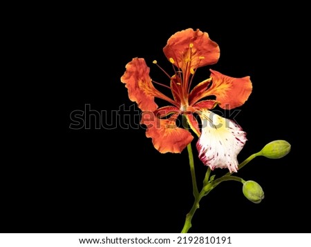 Poinciana regia or Delonix regia flowers isolated on black background and cut out. Other names: royal poinciana, flamboyant, acacia rubra, phoenix flower, flame of the forest, or flame tree