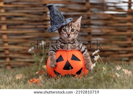 cute brown kitten cat sits in pumpkin jack in black hat hello concept. High quality photo Royalty-Free Stock Photo #2192810719