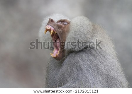 Large male Hamadryas Baboon showing teeth