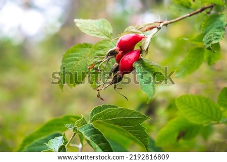 Red rose hips with green leaves