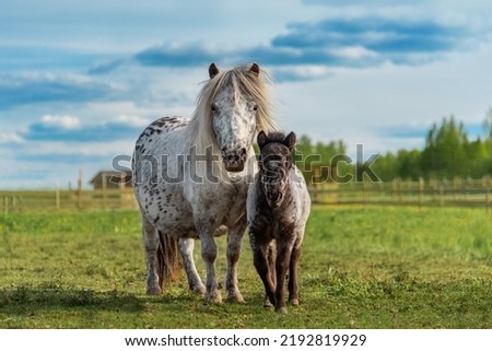 Appaloosa pony mare with a foal in the field in summer Royalty-Free Stock Photo #2192819929