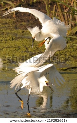 Snowy Egret Dispute Swetwater Wetlands Park Paynes Prairie FL