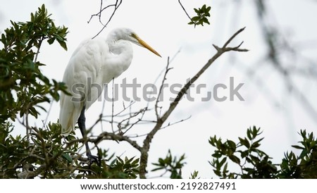                           Great Egret profiled in a tree. Bird is located on left side of photo and looking to the right. Tree and overcast sky are the background.      Royalty-Free Stock Photo #2192827491