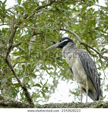                       Yellow crowned heron perched in a tree. Bird is located on bottom right side of photo and looking left. Tree provides the background.         