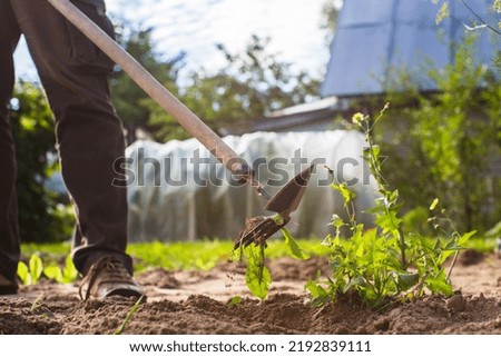 Weeding beds with agricultura plants growing in the garden. Weed control in the garden. Cultivated land close-up. Agricultural work on the plantation.