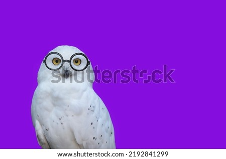 Banner with funny forest owl with professor glasses isolated on a beautiful perple background.Face of polar owl with yellow eyes close up. Back to school in september.Symbol of wisdom.Copy space