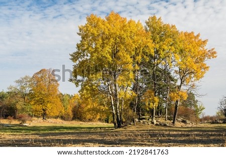 forest grove of Populus tremula,  called as common aspen, Eurasian aspen, European aspen, or quaking aspen, autumnal landscape view Royalty-Free Stock Photo #2192841763