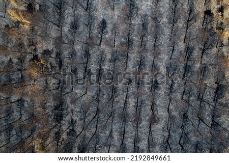 aerial view of burnt pine forest, climate change concept