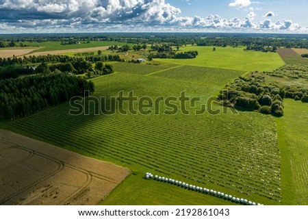 Sunny summer morning with blue sky and green quince fields in foreground, birds eye view