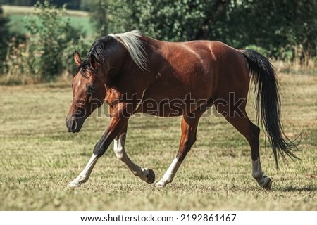 Portrait of a bay pinto arabian crossbreed horse gelding galloping across a meadow in summer outdoors