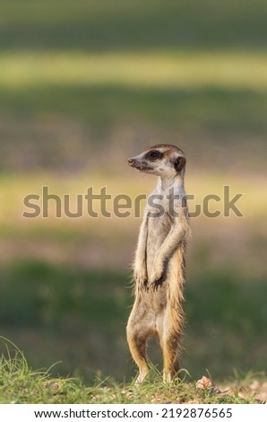 Suricate or meerkat (Suricata suricatta), guard on the lookout, rainy season with green surroundings, Kalahari Desert, Kgalagadi Transfrontier Park, South Africa