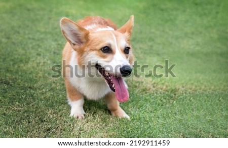 Welsh Corgi puppy dog on the green grass. Welsh Corgi dog is famous race from English has short leg in mini pet.