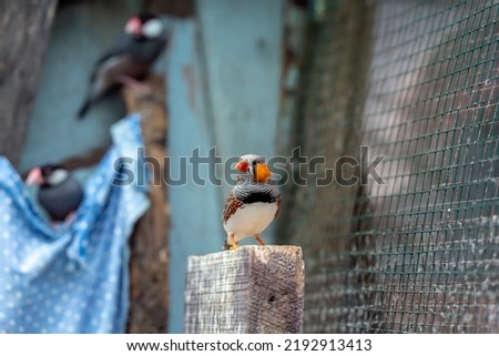Zebra finch exotic bird (Taeniopygia guttata) in a large cage Royalty-Free Stock Photo #2192913413