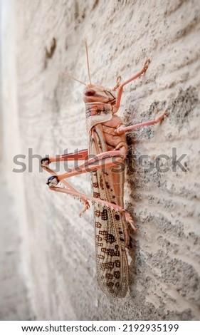 Picture of resting Locust, While Locust attack on Thar Parker, Pakistan