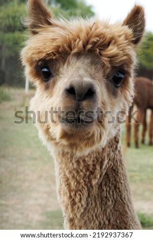 close up brown sheared alpaca stands against the background of grass on the farm.  agritourism.  small farm.  alpaca look.  front view