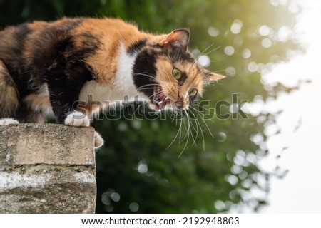 Cat aggression. Angry homeless cat hissing and showing teeth Royalty-Free Stock Photo #2192948803