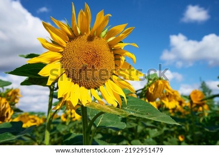 Blooming sunflowers field at summer day. Yellow sunflower head against blue sky. Harvest ripening for sunflower oil production