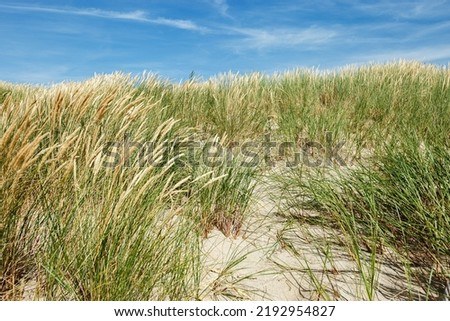 Beach dunes nature view with dune green grass, fine sand and blue clouds sky. Shore of Baltic sea, Russia. Natural summer landscape, view beautiful seacoast for rest and travel, nature scenery