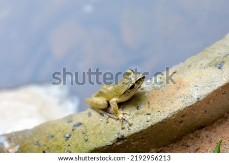 The common green frog, Hylarana erythraea
