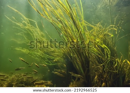 green algae underwater in the river landscape riverscape, ecology nature Royalty-Free Stock Photo #2192966525
