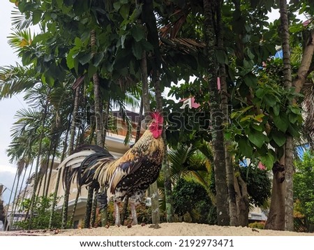 rooster perched on the fence
